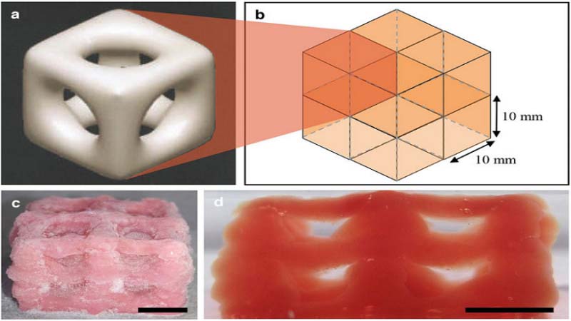 Researchers Use 3D Printing Cryogenics to Develop Biological Replicas for Tissue Regeneration