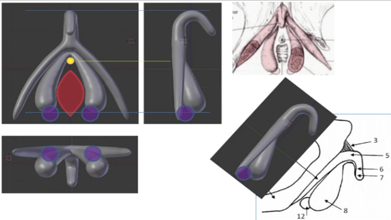 3D Printed Clitoris for Sex Education in France