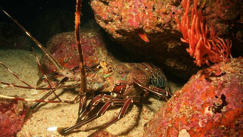 Researchers study Lobster Claws to create Powerful Safety Armor