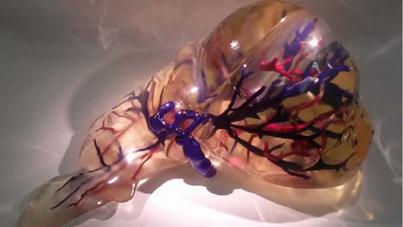 Researchers develop 3D Printed Liver Model for Highly Accurate Drug Toxicity Testing System