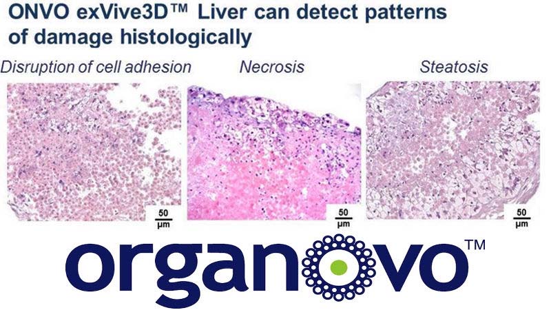 organovo liver 800x450